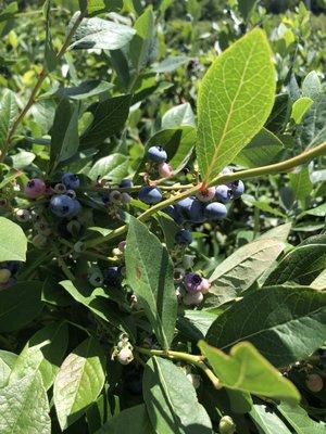 Buchan's Blueberry Hill