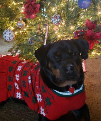 Limerick Veterinary Hospital