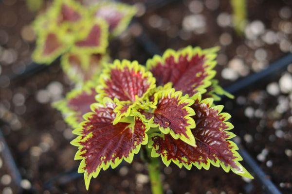 Piala's Nursery & Garden Shop