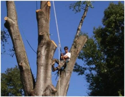 Founder Derrick Roy preforming a tree removal