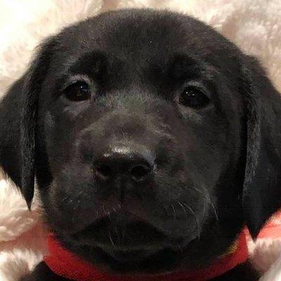 American Patriot Labradors