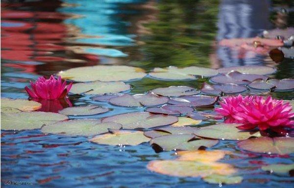 Elise Constantine, LMT