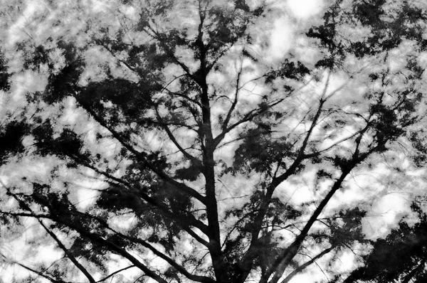 Charcoal Wind #320006 Trees blowing in the wind in time exposures.