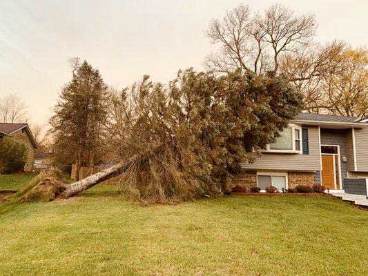 Emergency Tree services in Kalamazoo Michigan
269-501-2650