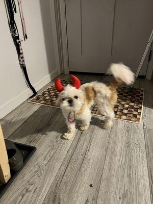 Paws Here Pet Grooming