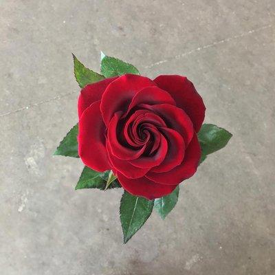 Dreisbach Wholesale Florists