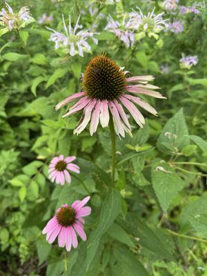 Department of Conservation