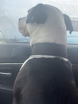 Woodruff Road Animal Hospital