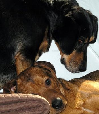 Happy Hound Club