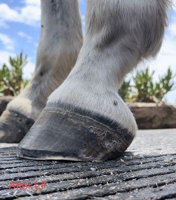 Tahira Mar Equestrian