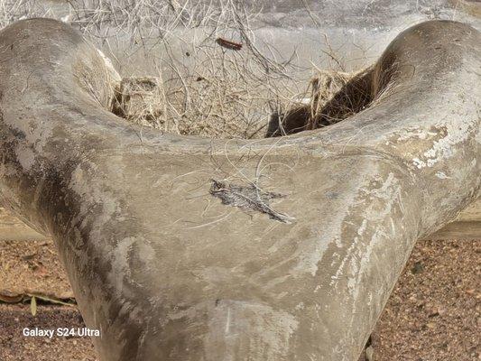 Nasty carpet tool. Maybe they should clean the equipment after every job. Prescott valley "stanley steamer"