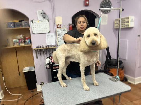 The Dog House Pet Salon