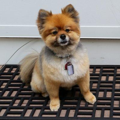 L Sweet Pet Grooming