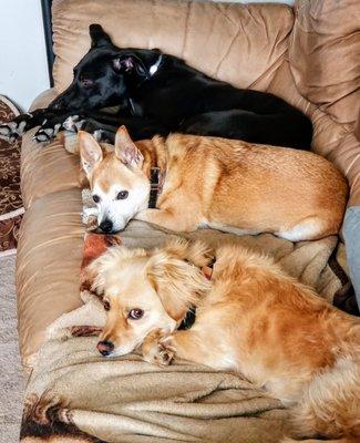 Hounds To Horses In-Home Dog Boarding