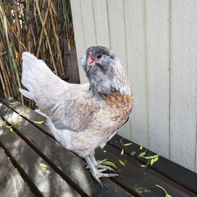 Sheeeeeees baaaaack!!!!!!!