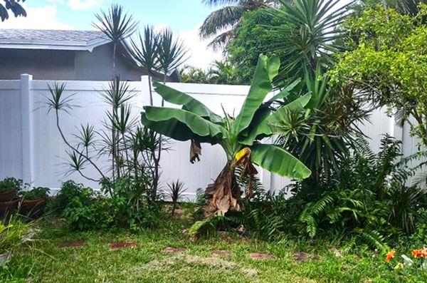 White privacy vinyl fence