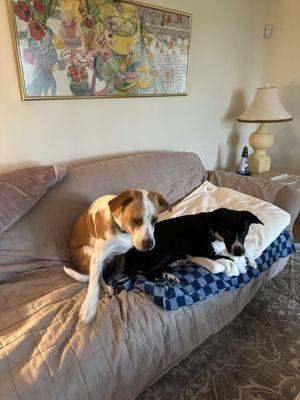 Hopewell Animal Hospital
