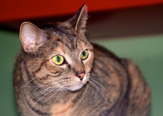 Help From My Friends