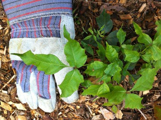 More unusual shapes.