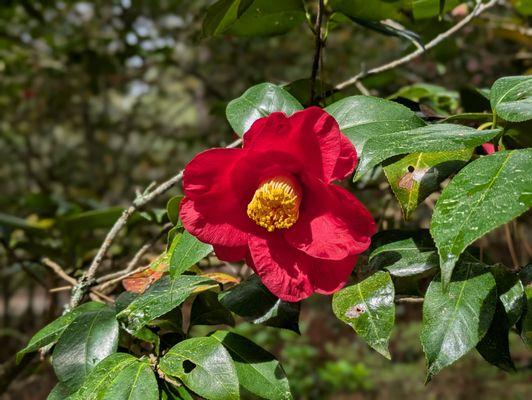 The Elizabethan Gardens