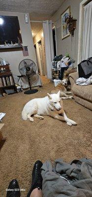 My two fur babies relaxing!