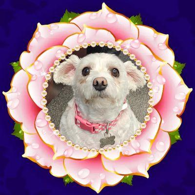 Paws & Spa Pet Salon