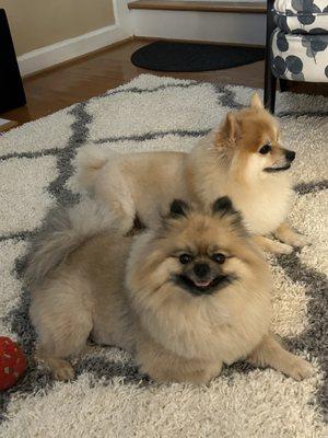 Happy Tails Pet Grooming