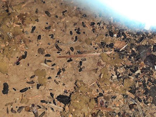 Jenkins Pest Solutions