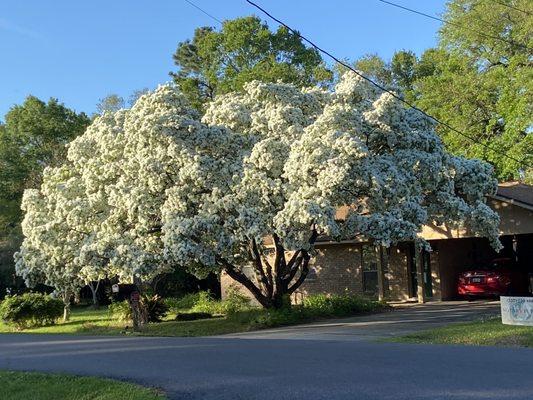 Chinese fringe tree