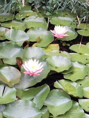 Hurley Wilson C Lcsw