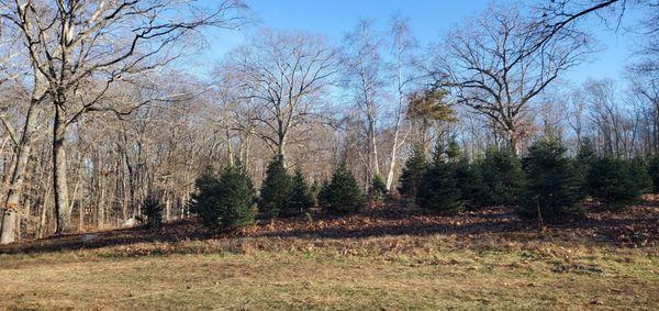 Charlie Brown's Christmas Tree Farm