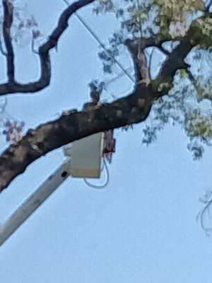 Turney Tree Service & Stump Grinding