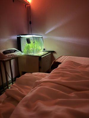 Fish tank and bed while soaking my feet