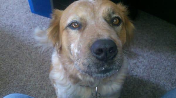 Cottonwood Veterinary Hospital