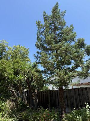 Tree Techs By the Bay