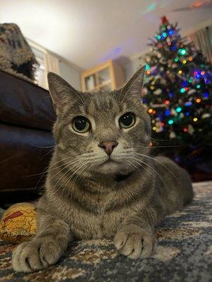 Smiley Veterinary Clinic