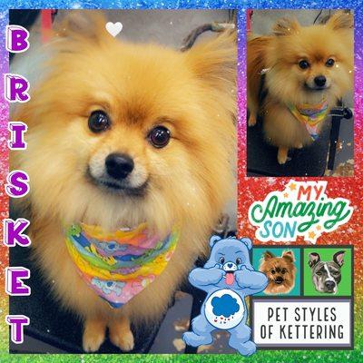 Pet Styles of Kettering