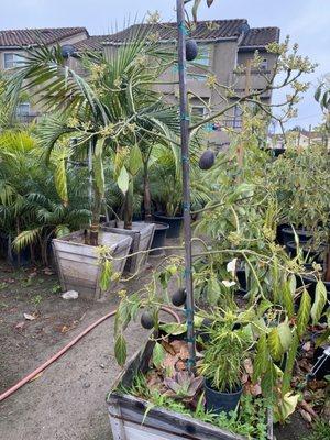 Rio Verde Nursery