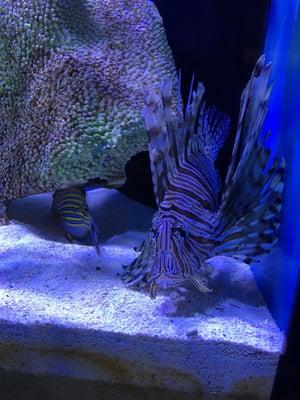 Lion fish! I got a kick out of all their fish they had, this one stuck out the most to me