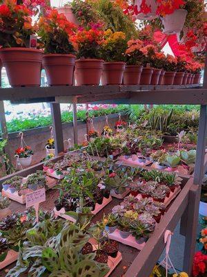 Houseplants and succulents!