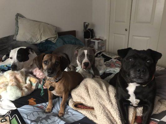 Bully Breeds & Beyond