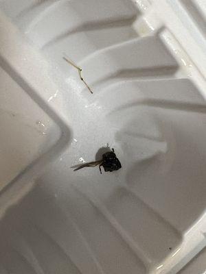 Spring/Lafayette Halal Cart