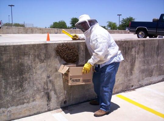 Live bee swarm removal