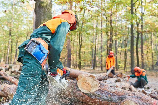 A logger in protective gear uses a chainsaw to cut a felled tree trunk, with wood chips flying...