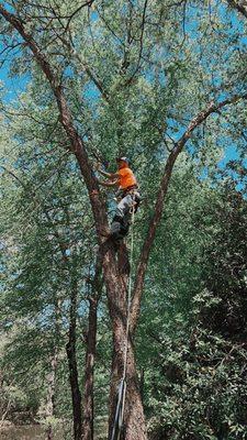 Pennington Tree Pros