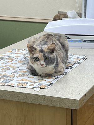 Bradenton Veterinary Hospital