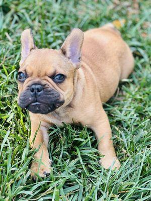 Bluegrass Pet Chalet