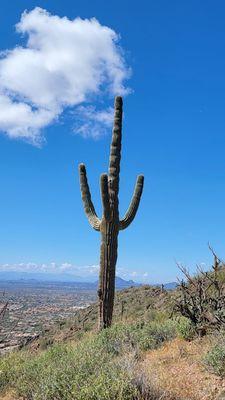 Saguaro cactus