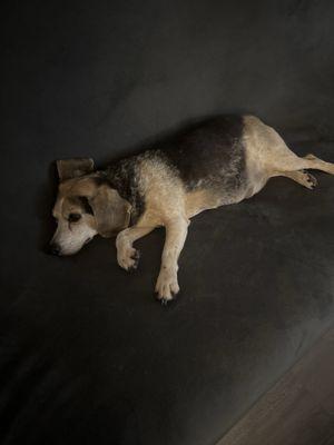 Avon Veterinary Clinic