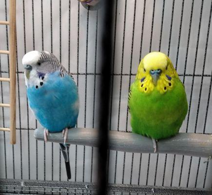 Birds and Beaks helped me learn how to feed these two properly in spite of their resistance to healthy food!